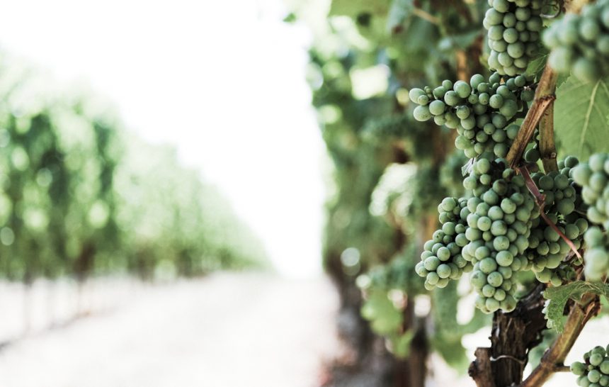 Cheers Beverage Distribution GmbH